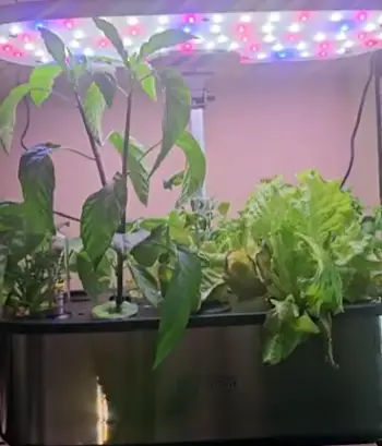 Ahopegarden vs AeroGarden