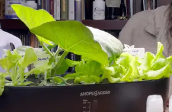 Ahopegarden vs AeroGarden
