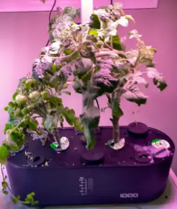 Auk Vs. AeroGarden