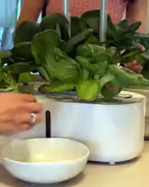 Auk Vs. AeroGarden