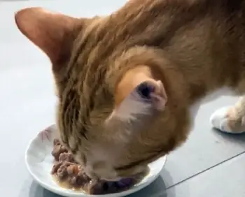 Wellness wet Cat Food