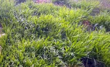 Grass Seed