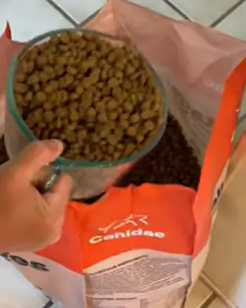 Canidae food dog