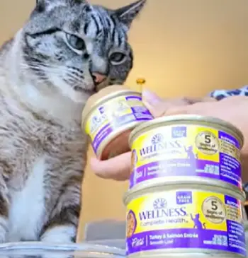 Wellness wet Cat Food
