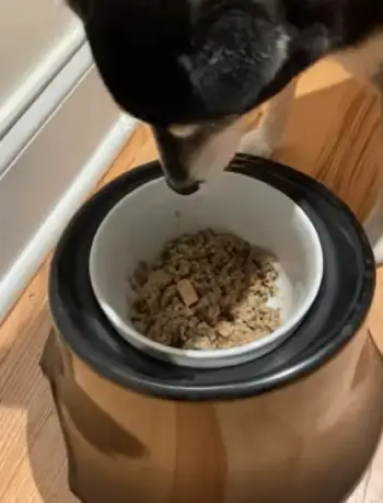 Dr. Marty's Dog Food