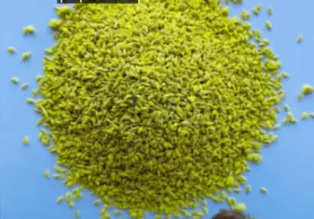 Grass Seed