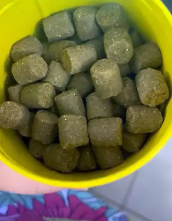 Finn Allergy And Itch 