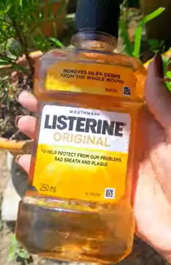  Listerine