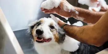 Earthbath Dog Shampoo