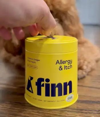 Finn Allergy And Itch 