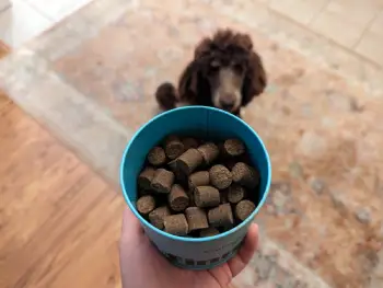 Finn Allergy And Itch 