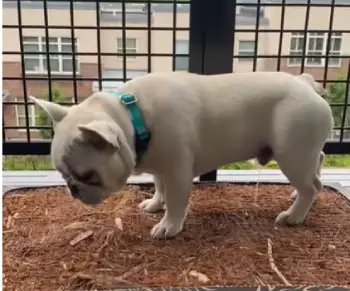 Bark Potty