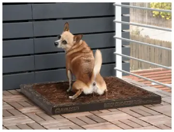 Bark Potty