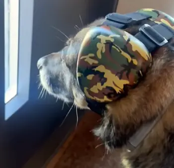Doggie Hush Headphones