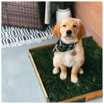Bark Potty