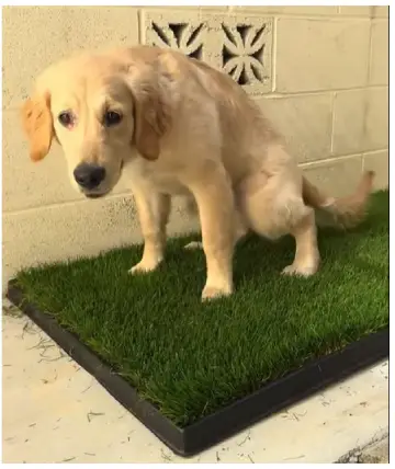 Gotta Go Grass