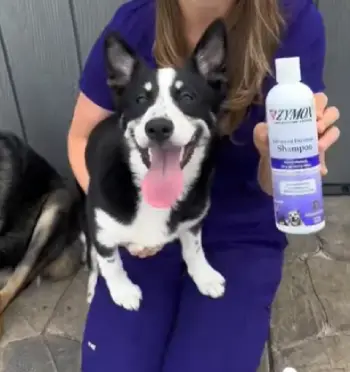 zymox shampoo