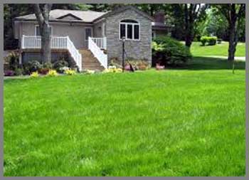 Pearl's Premium Grass Seed