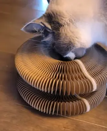 Twisty Paws Cat Toy 