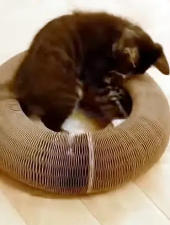 Twisty Paws Cat Toy 