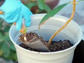 Foxfarm Ocean Forest Potting Soil 