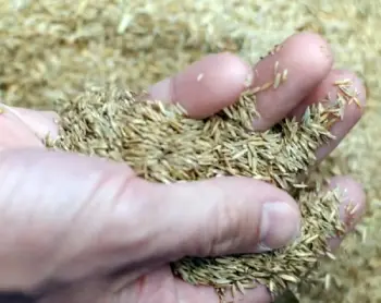 Jonathan Green Black Beauty Ultra Grass Seed 
