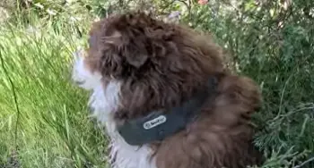 spoton dog collar