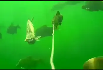 Colitt Fishing Camera