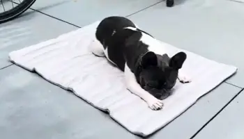 Barkly Cooling Mat