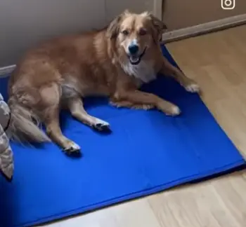 Barkly Cooling Mat