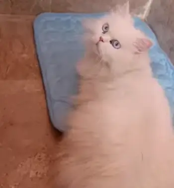 Green Pet Cooling Mat