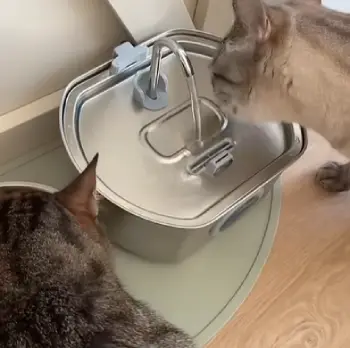 Pawira Cat Fountain