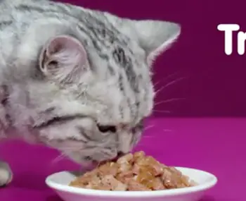 9 Lives