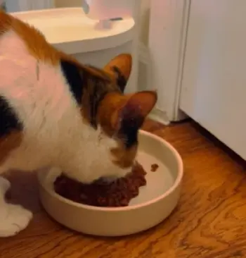   Fancy Feast