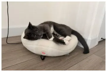 Knead Cat Bed