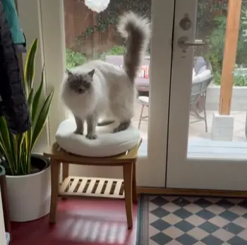 Knead Cat Bed