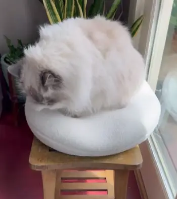 Knead Cat Bed