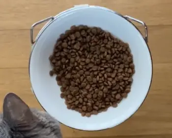 Nulo Vs. Wellness Cat Food