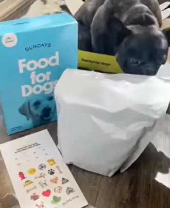 Sundays  Dog Food 