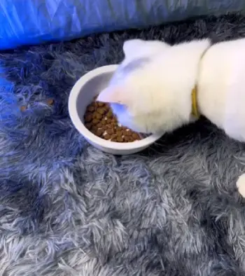 Taste Of The Wild  cat food
