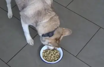 Unkibble  dog food