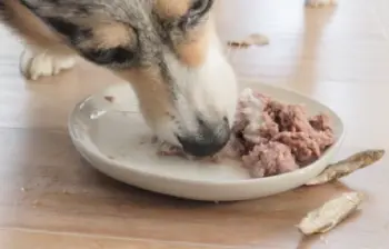 we feed raw dog food