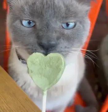 Bonkers Cat Treats 