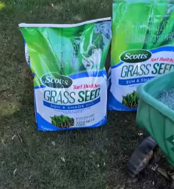  Grass Seed