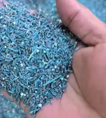   Grass Seed