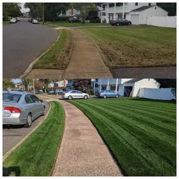 NightShift Grass Seed  