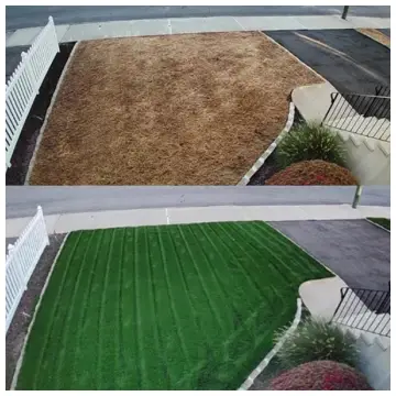 NightShift Grass Seed  