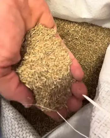 NightShift Grass Seed 