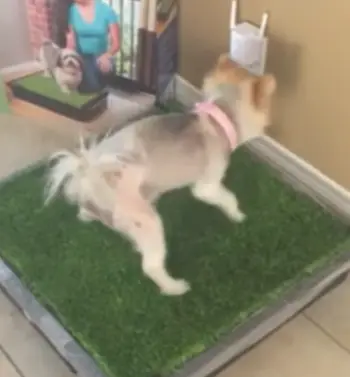 Pet Loo