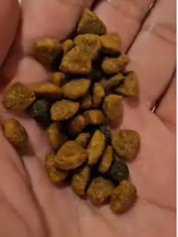 Blue Buffalo Senior Dog Food 